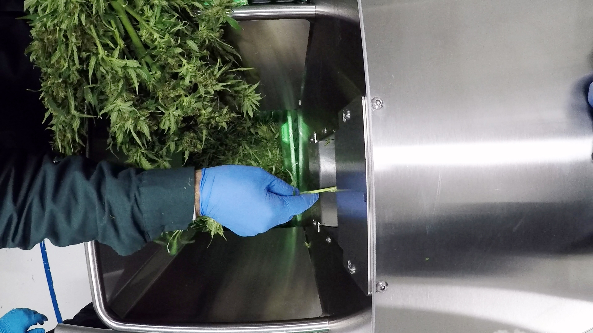 overhead view of cannabis bucker bucking